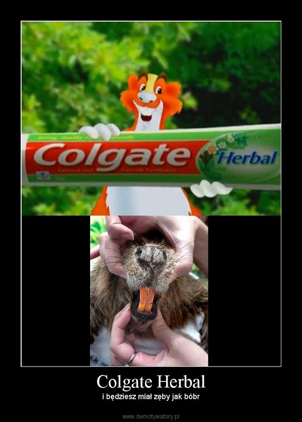 Colgate Herbal – i będziesz miał zęby jak bóbr 