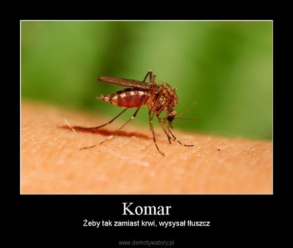 Komar – Żeby tak zamiast krwi, wysysał tłuszcz 