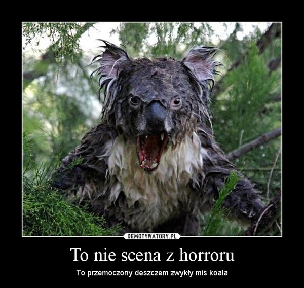 To nie scena z horroru – To przemoczony deszczem zwykły miś koala 