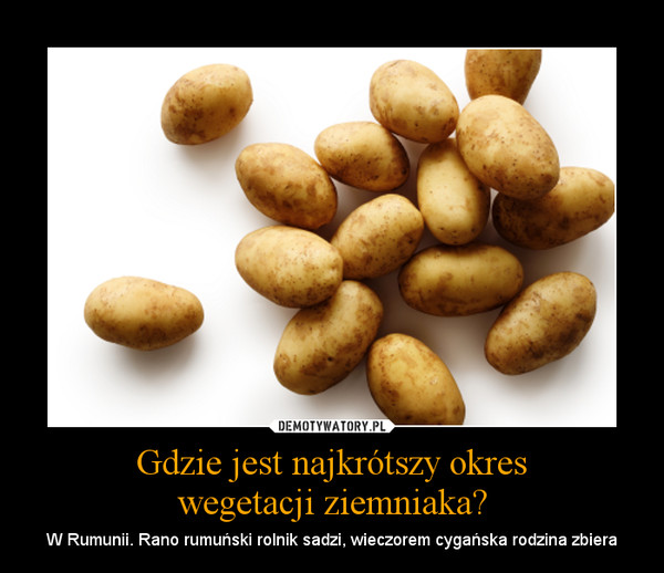 Gdzie jest najkrótszy okreswegetacji ziemniaka? – W Rumunii. Rano rumuński rolnik sadzi, wieczorem cygańska rodzina zbiera 