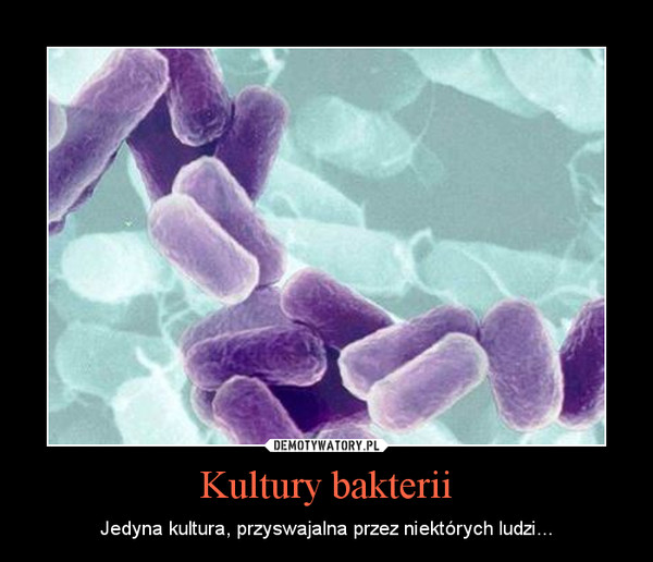 Kultury bakterii – Jedyna kultura, przyswajalna przez niektórych ludzi... 