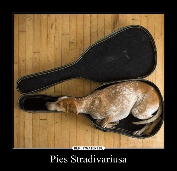Pies Stradivariusa