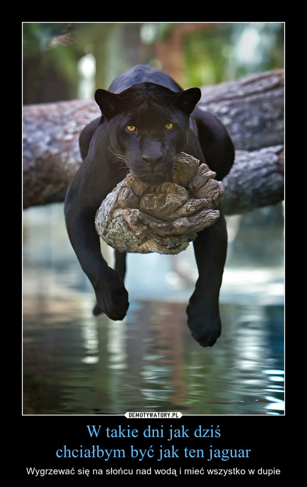 W takie dni jak dziśchciałbym być jak ten jaguar – Wygrzewać się na słońcu nad wodą i mieć wszystko w dupie 
