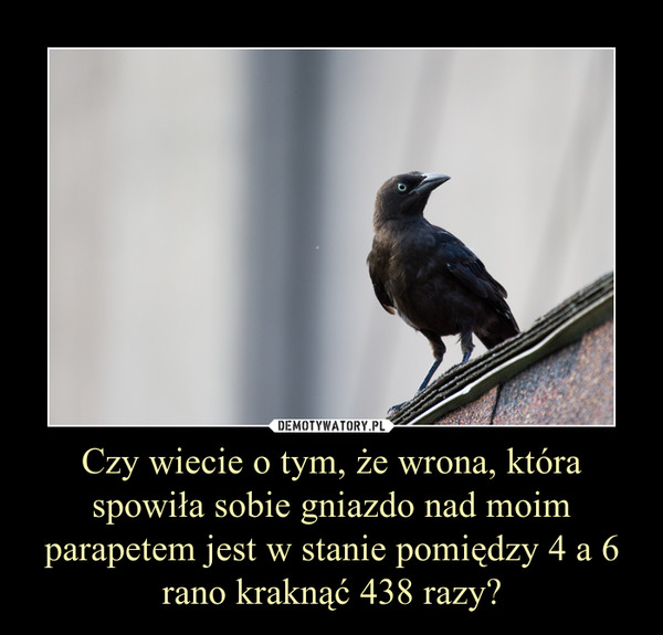 Czy wiecie o tym, że wrona, która spowiła sobie gniazdo nad moim parapetem jest w stanie pomiędzy 4 a 6 rano kraknąć 438 razy?