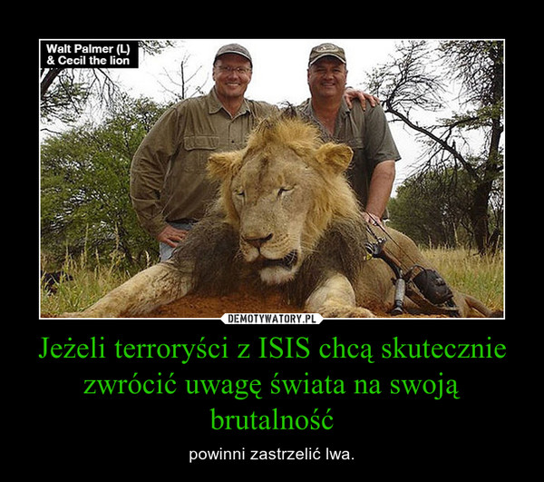 Jeżeli terroryści z ISIS chcą skutecznie zwrócić uwagę świata na swoją brutalność – powinni zastrzelić lwa. 