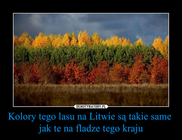 Kolory tego lasu na Litwie są takie same 
jak te na fladze tego kraju