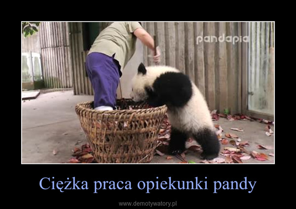 Ciężka praca opiekunki pandy –  