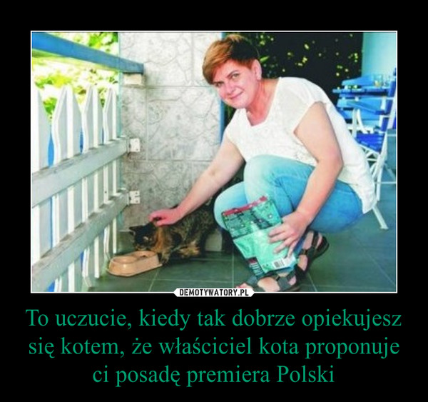 To uczucie, kiedy tak dobrze opiekujesz się kotem, że właściciel kota proponuje ci posadę premiera Polski –  