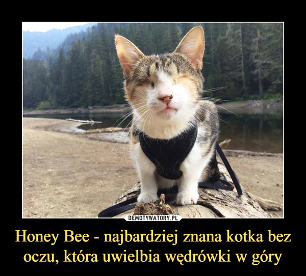 Honey Bee - najbardziej znana kotka bez oczu, która uwielbia wędrówki w góry –  