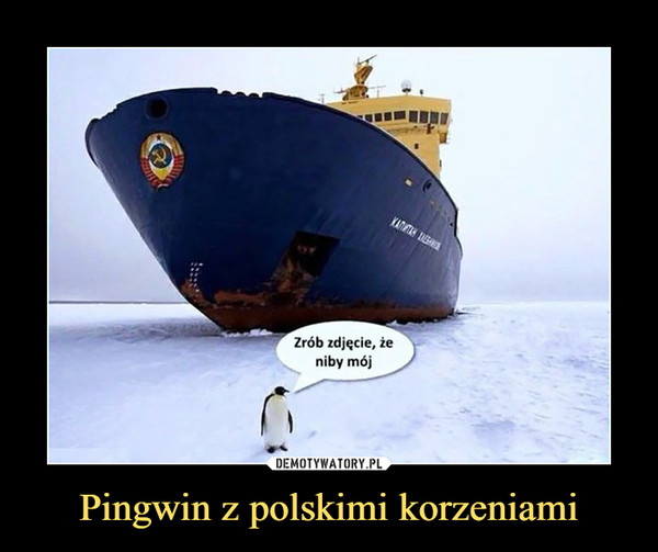 Pingwin z polskimi korzeniami –  Zrób zdjęcie, że niby mój