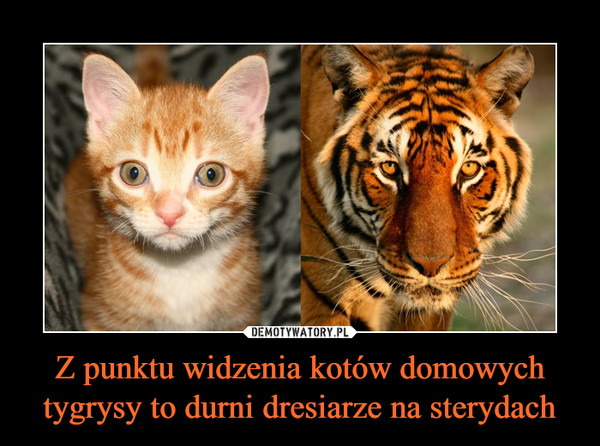 Z punktu widzenia kotów domowych tygrysy to durni dresiarze na sterydach