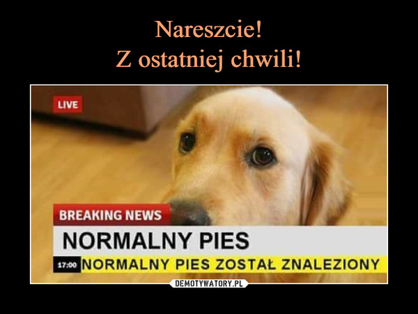  –  normalny pies został znaleziony