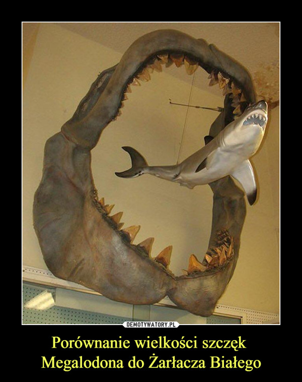 Porównanie wielkości szczęk Megalodona do Żarłacza Białego –  