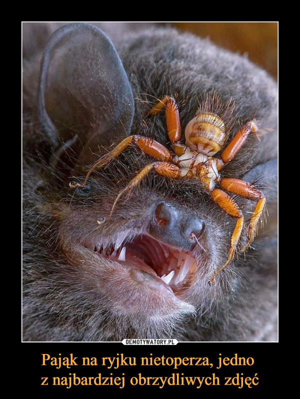 Pająk na ryjku nietoperza, jedno 
z najbardziej obrzydliwych zdjęć