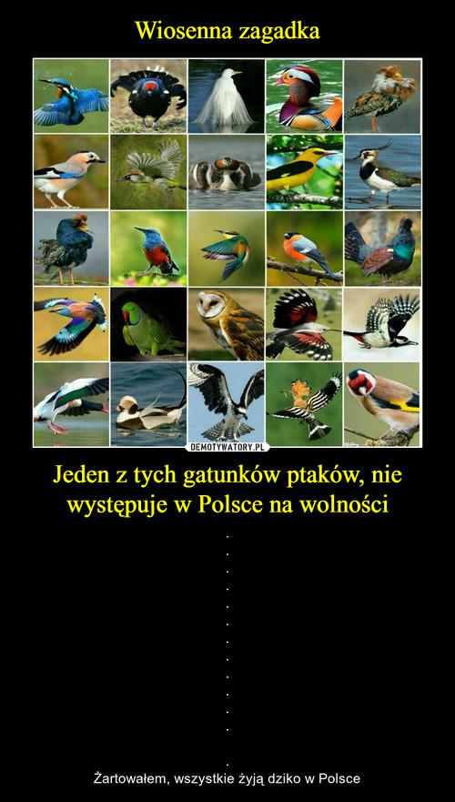 Wiosenna zagadka Jeden z tych gatunków ptaków, nie występuje w Polsce na wolności