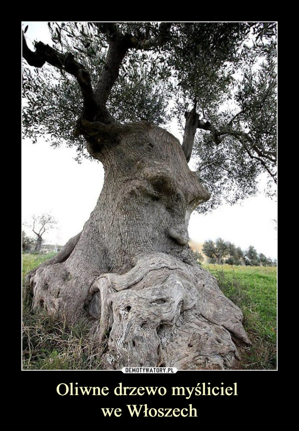 Oliwne drzewo myśliciel 
we Włoszech