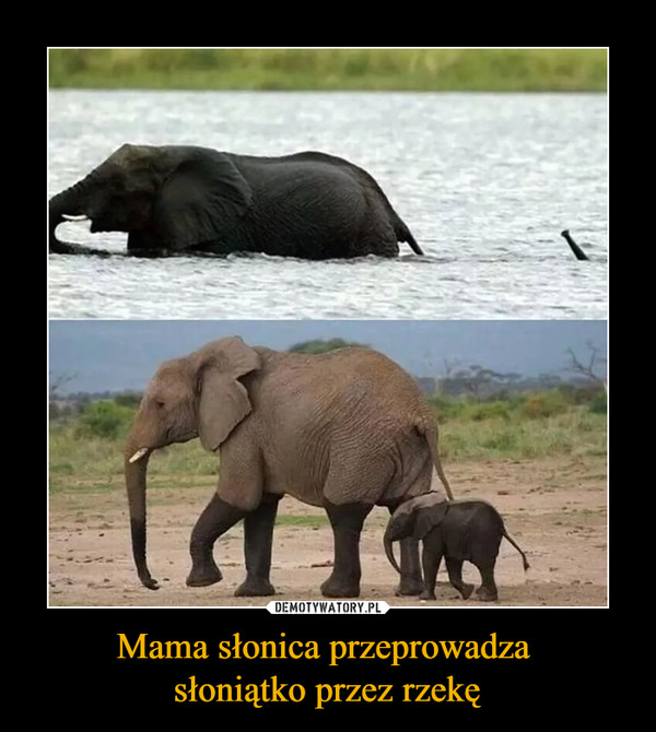 Mama słonica przeprowadza słoniątko przez rzekę –  