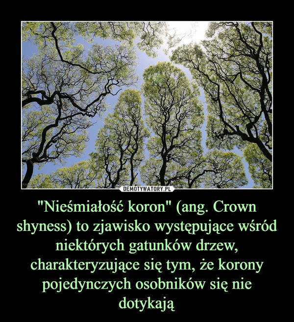 "Nieśmiałość koron" (ang. Crown shyness) to zjawisko występujące wśród niektórych gatunków drzew, charakteryzujące się tym, że korony pojedynczych osobników się nie dotykają –  
