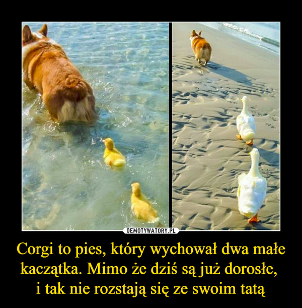 Corgi to pies, który wychował dwa małe kaczątka. Mimo że dziś są już dorosłe, i tak nie rozstają się ze swoim tatą –  