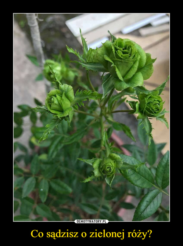 Co sądzisz o zielonej róży? –  