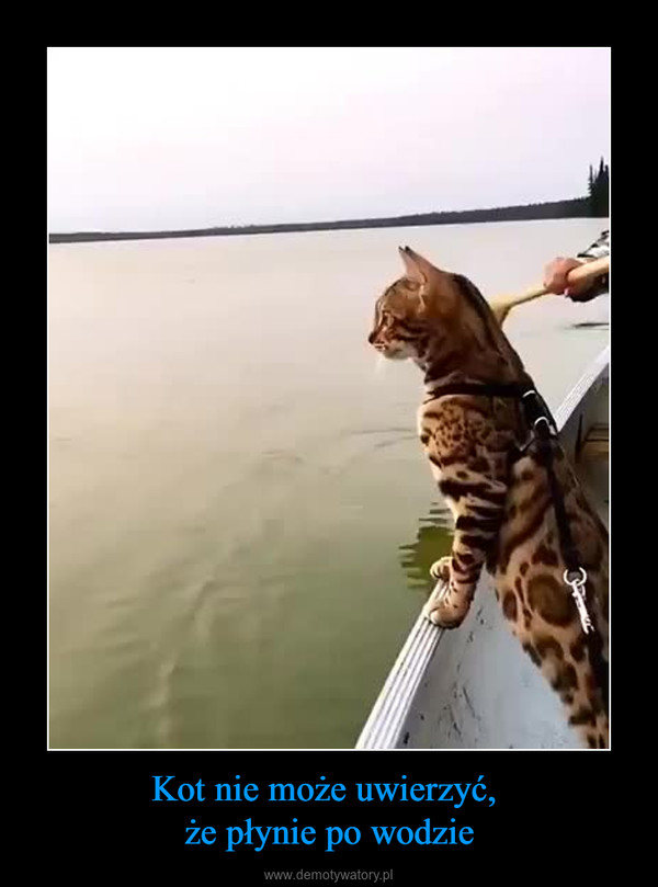 Kot nie może uwierzyć, że płynie po wodzie –  