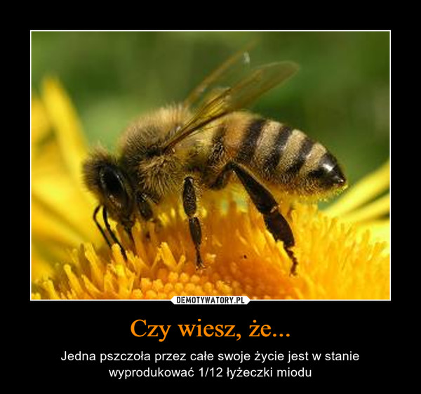 Czy wiesz, że... – Jedna pszczoła przez całe swoje życie jest w stanie wyprodukować 1/12 łyżeczki miodu 