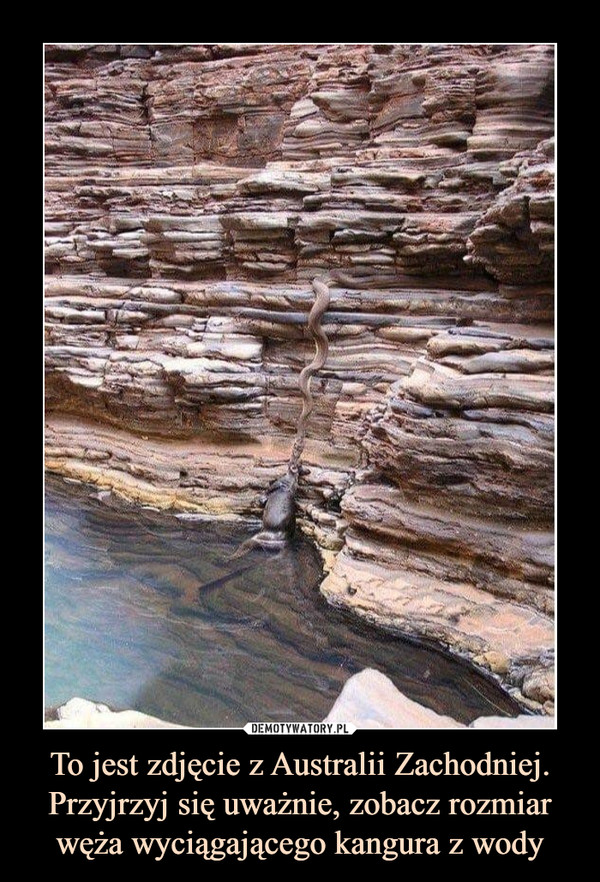 To jest zdjęcie z Australii Zachodniej. Przyjrzyj się uważnie, zobacz rozmiar węża wyciągającego kangura z wody –  