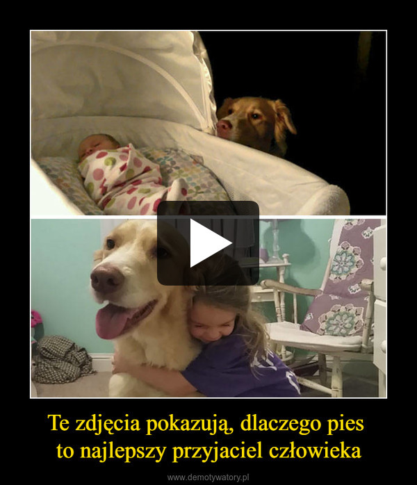Te zdjęcia pokazują, dlaczego pies to najlepszy przyjaciel człowieka –  