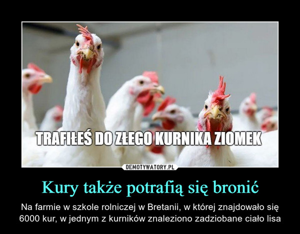 Kury także potrafią się bronić – Na farmie w szkole rolniczej w Bretanii, w której znajdowało się 6000 kur, w jednym z kurników znaleziono zadziobane ciało lisa 