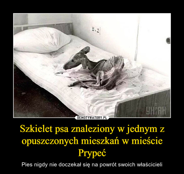 Szkielet psa znaleziony w jednym z opuszczonych mieszkań w mieście Prypeć – Pies nigdy nie doczekał się na powrót swoich właścicieli 