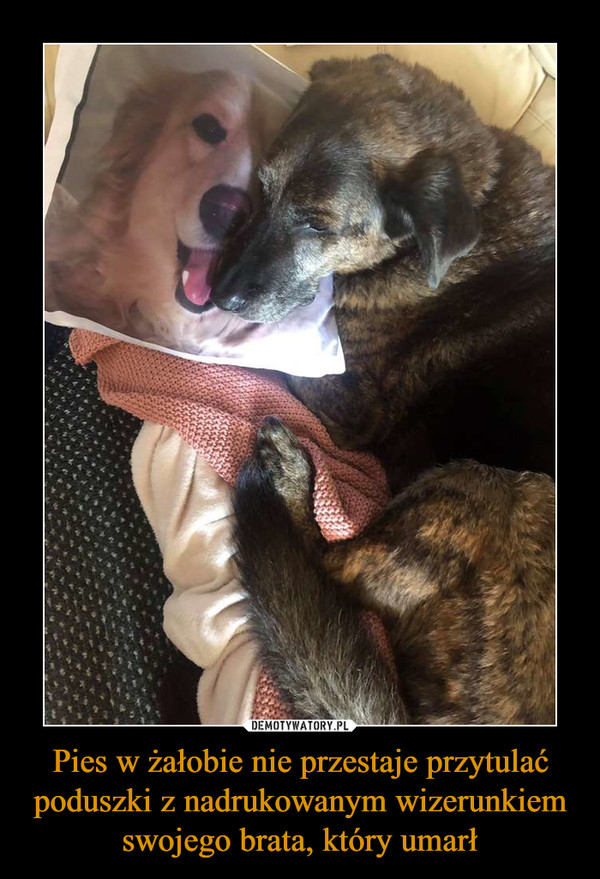 Pies w żałobie nie przestaje przytulać poduszki z nadrukowanym wizerunkiem swojego brata, który umarł
