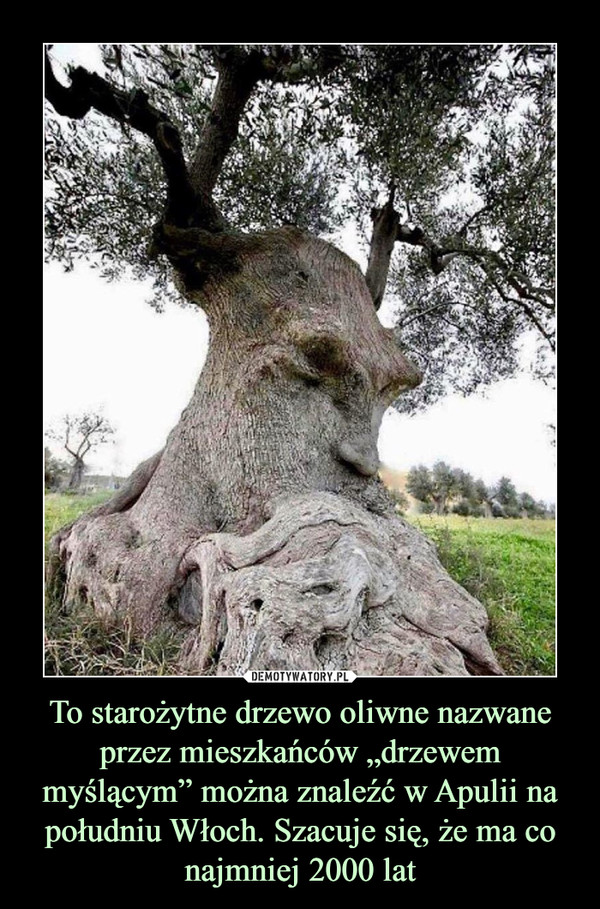 To starożytne drzewo oliwne nazwane przez mieszkańców „drzewem myślącym” można znaleźć w Apulii na południu Włoch. Szacuje się, że ma co najmniej 2000 lat