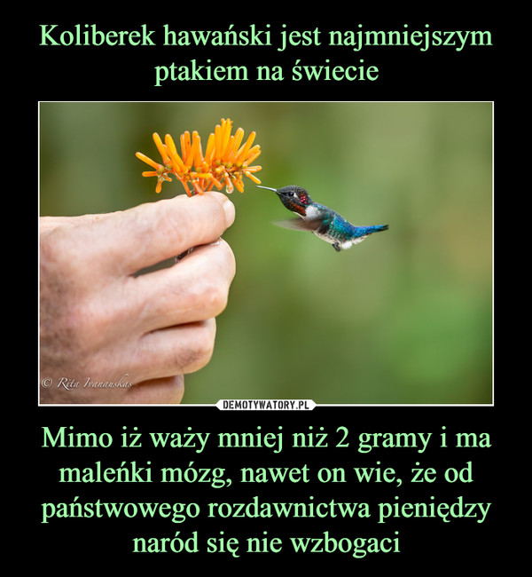 Koliberek hawański jest najmniejszym ptakiem na świecie Mimo iż waży mniej niż 2 gramy i ma maleńki mózg, nawet on wie, że od państwowego rozdawnictwa pieniędzy naród się nie wzbogaci