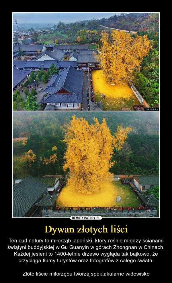 Dywan złotych liści – Ten cud natury to miłorząb japoński, który rośnie między ścianami świątyni buddyjskiej w Gu Guanyin w górach Zhongnan w Chinach. Każdej jesieni to 1400-letnie drzewo wygląda tak bajkowo, że przyciąga tłumy turystów oraz fotografów z całego świata.Złote liście miłorzębu tworzą spektakularne widowisko 