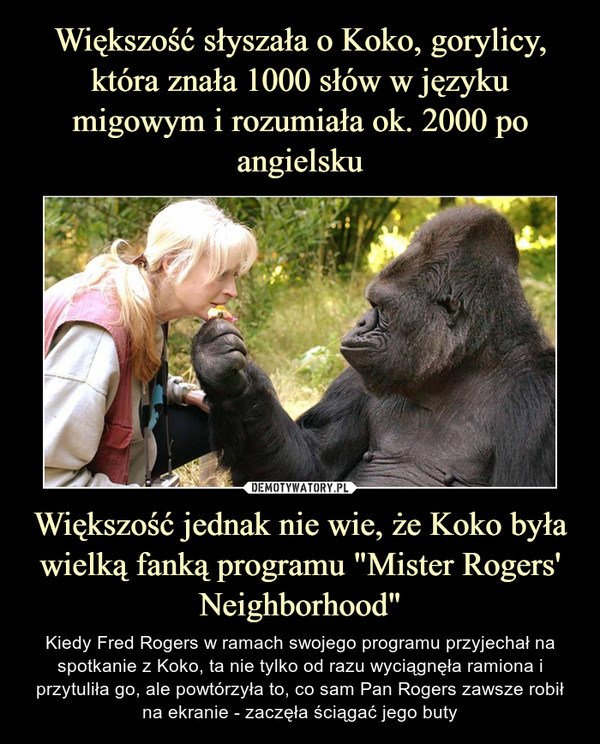 Większość słyszała o Koko, gorylicy, która znała 1000 słów w języku migowym i rozumiała ok. 2000 po angielsku Większość jednak nie wie, że Koko była wielką fanką programu "Mister Rogers' Neighborhood"