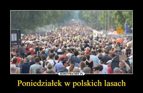 Poniedziałek w polskich lasach –  