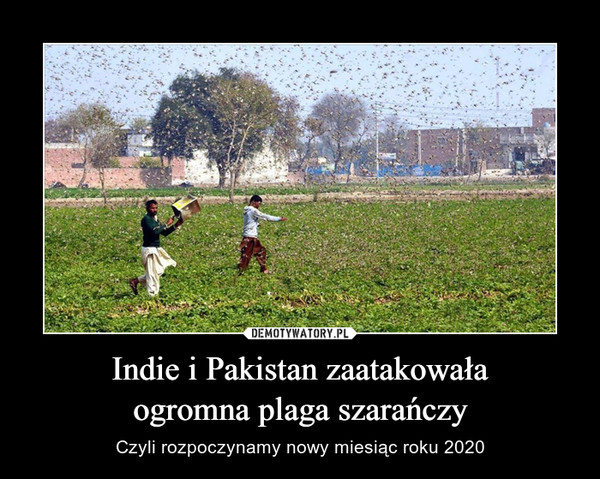 Indie i Pakistan zaatakowała
ogromna plaga szarańczy