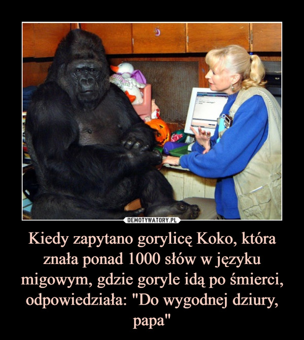 Kiedy zapytano gorylicę Koko, która znała ponad 1000 słów w języku migowym, gdzie goryle idą po śmierci, odpowiedziała: "Do wygodnej dziury, papa"