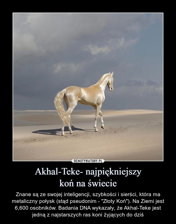 Akhal-Teke- najpiękniejszy
koń na świecie