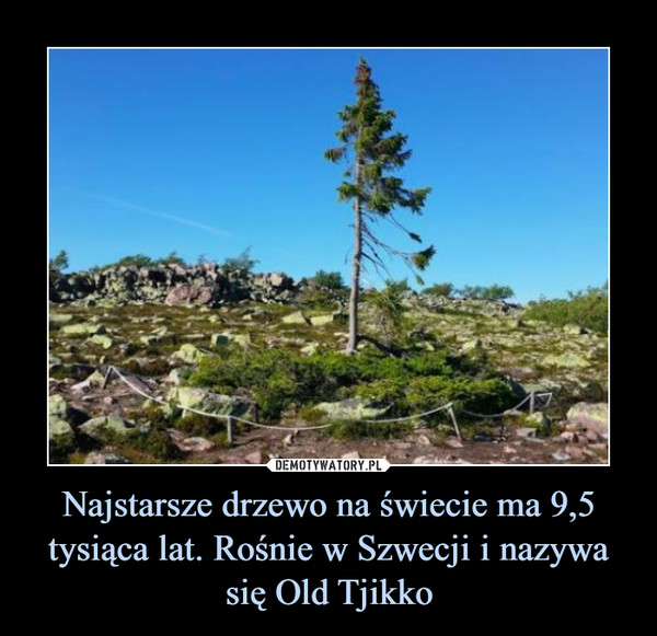 Najstarsze drzewo na świecie ma 9,5 tysiąca lat. Rośnie w Szwecji i nazywa się Old Tjikko –  