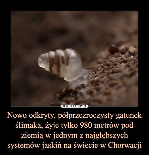 Nowo odkryty, półprzezroczysty gatunek ślimaka, żyje tylko 980 metrów pod ziemią w jednym z najgłębszych systemów jaskiń na świecie w Chorwacji –  