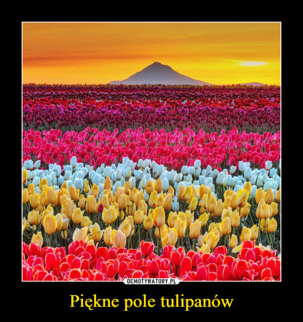 Piękne pole tulipanów –  