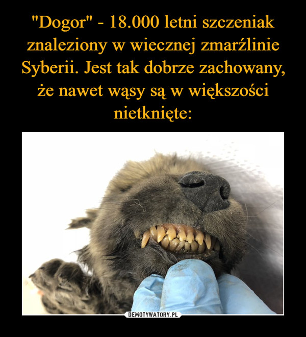 "Dogor" - 18.000 letni szczeniak znaleziony w wiecznej zmarźlinie Syberii. Jest tak dobrze zachowany, że nawet wąsy są w większości nietknięte: