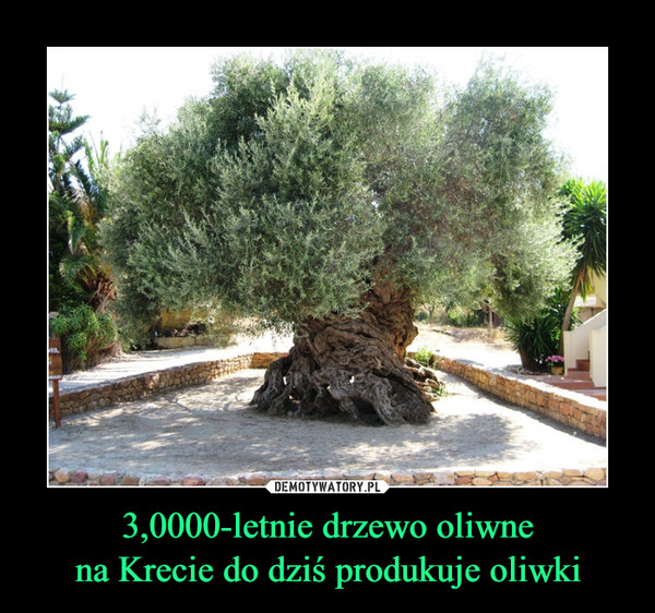 3,0000-letnie drzewo oliwne
na Krecie do dziś produkuje oliwki