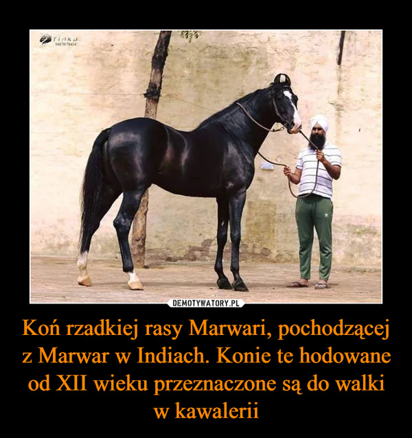 Koń rzadkiej rasy Marwari, pochodzącej z Marwar w Indiach. Konie te hodowane od XII wieku przeznaczone są do walki w kawalerii