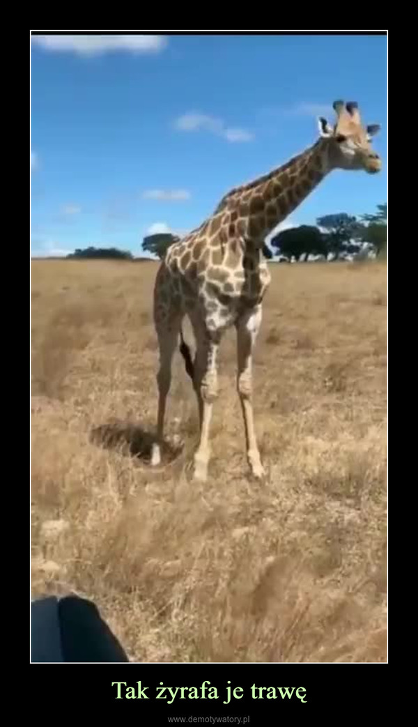 Tak żyrafa je trawę –  