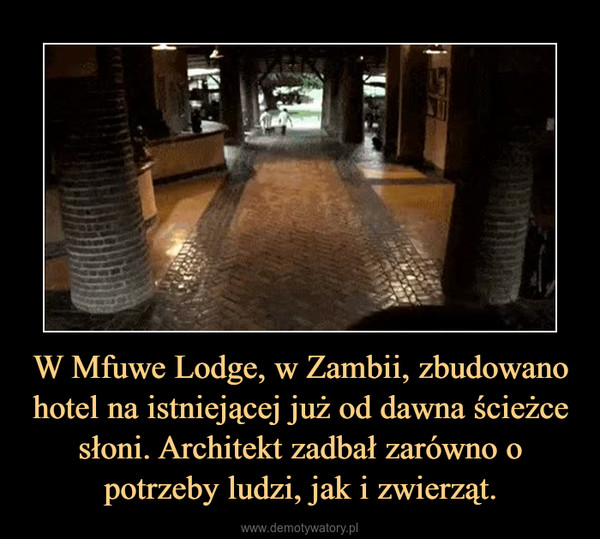 W Mfuwe Lodge, w Zambii, zbudowano hotel na istniejącej już od dawna ścieżce słoni. Architekt zadbał zarówno o potrzeby ludzi, jak i zwierząt. –  
