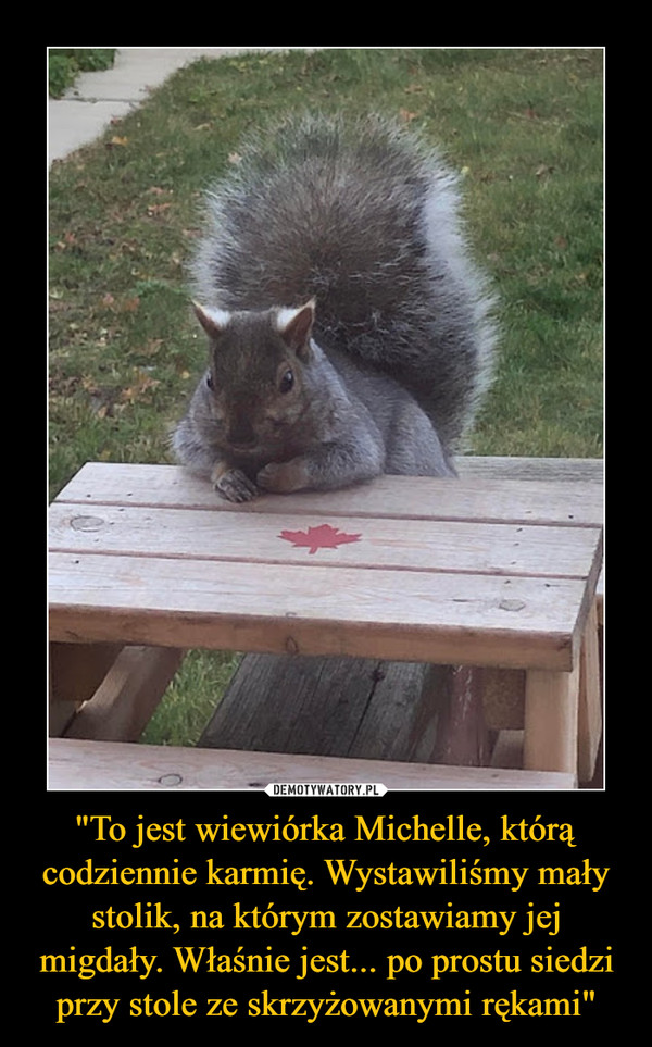 "To jest wiewiórka Michelle, którą codziennie karmię. Wystawiliśmy mały stolik, na którym zostawiamy jej migdały. Właśnie jest... po prostu siedzi przy stole ze skrzyżowanymi rękami"