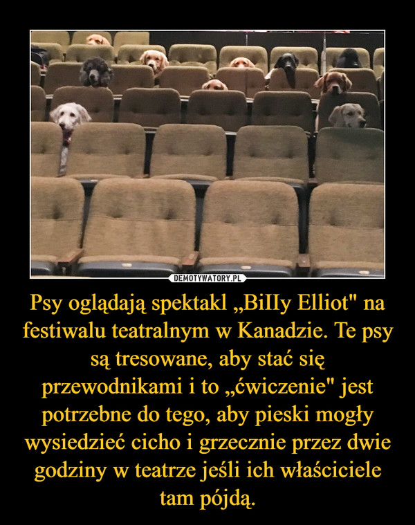Psy oglądają spektakl „BiIIy Elliot" na festiwalu teatralnym w Kanadzie. Te psy są tresowane, aby stać się przewodnikami i to „ćwiczenie" jest potrzebne do tego, aby pieski mogły wysiedzieć cicho i grzecznie przez dwie godziny w teatrze jeśli ich właściciele tam pójdą. –  