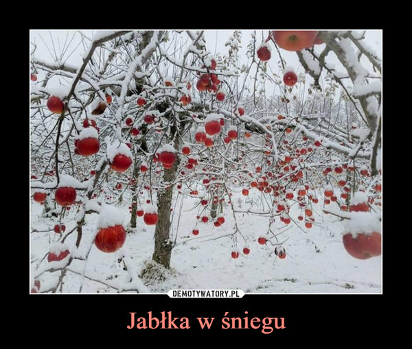 Jabłka w śniegu –  